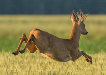 gefahr von wildunfaellen steigt im herbst richtig reagieren und sicher ankommen - Gefahr von Wildunfällen steigt im Herbst: Richtig reagieren und sicher ankommen