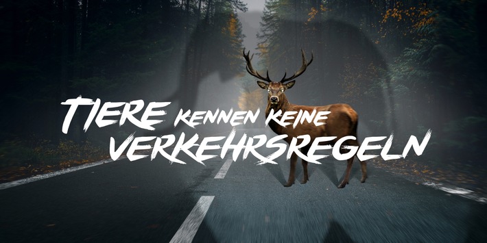 wildunfaelle neue kampagne tiere kennen keine verkehrsregeln sensibilisiert autofahrer fuer die gefahr - Wildunfälle: Neue Kampagne “Tiere kennen keine Verkehrsregeln” sensibilisiert Autofahrer für die Gefahr